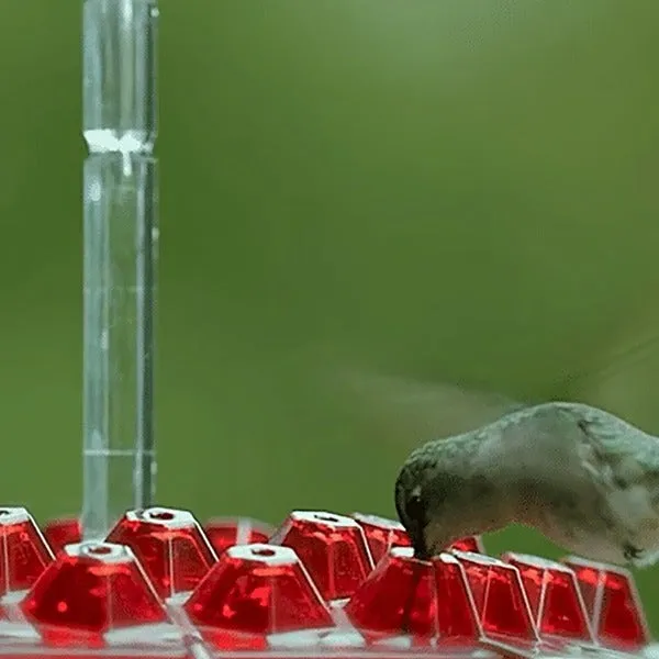 Hummingbird Feeder With Built-In Ant Moat